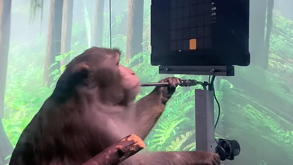 Opice v Neuralink I Zdroj: Neuralink